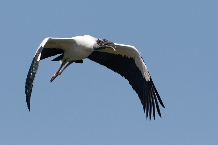 Waldstorch Mycteria americana Wood Stork